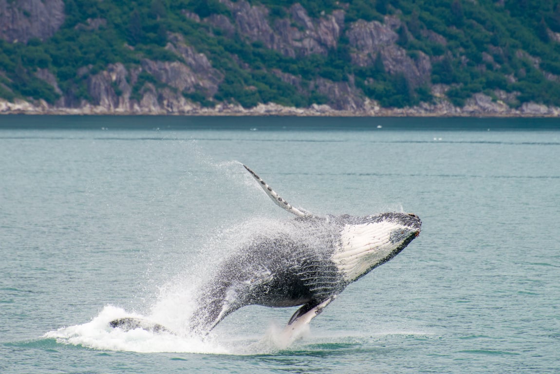 4 Hour Kenai Fjords Wildlife Cruise Tour Image 7