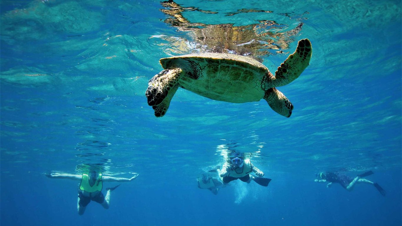 Private Cobá Mayan Ruins & Akumal Sea Turtles with Lunch Tour Image 2