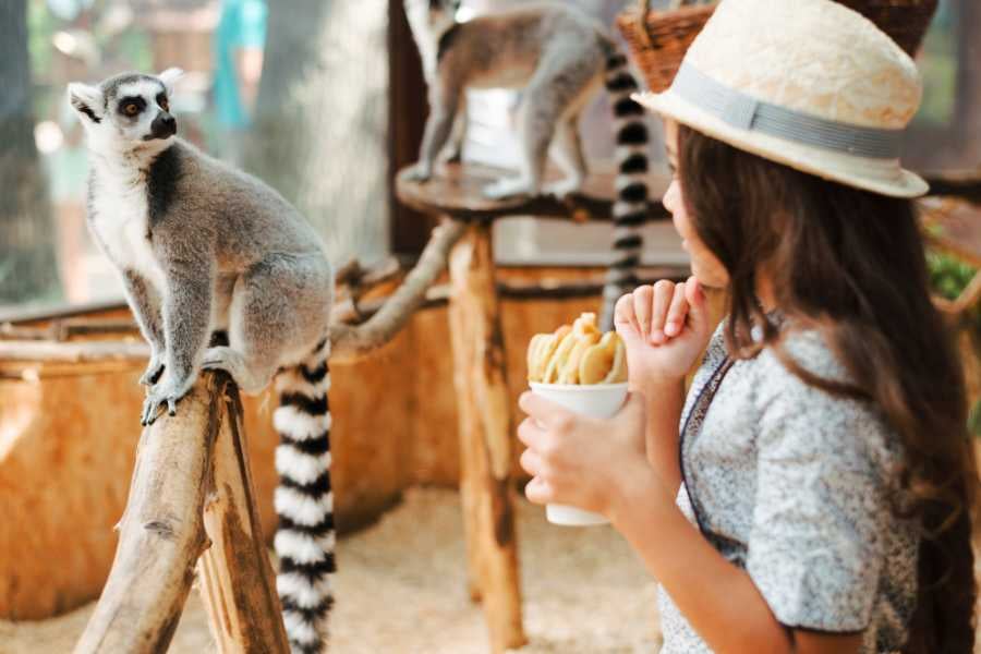 A child feeding a lemur, creating a fun and interactive wildlife experience at the park.