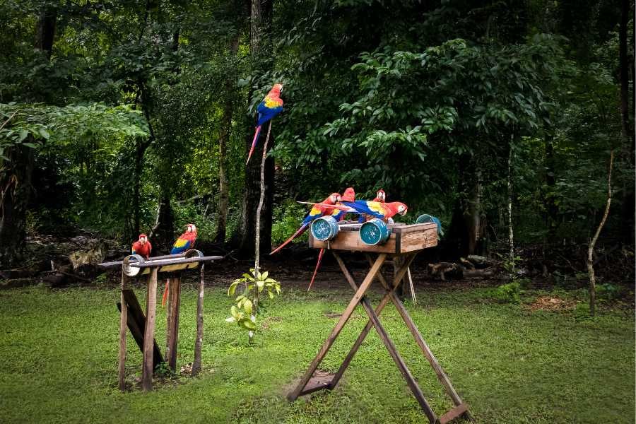 Macaw Parrots