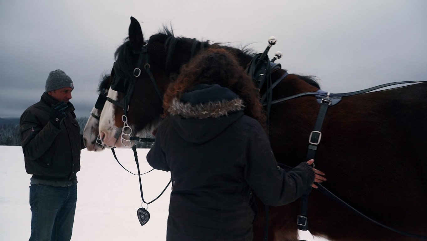 Clydesdale Winter Sleigh Ride Tour Image 2