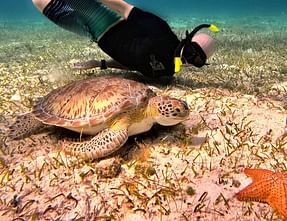 Snorkel & Turtle Sanctuary Catamaran Tour Image 3