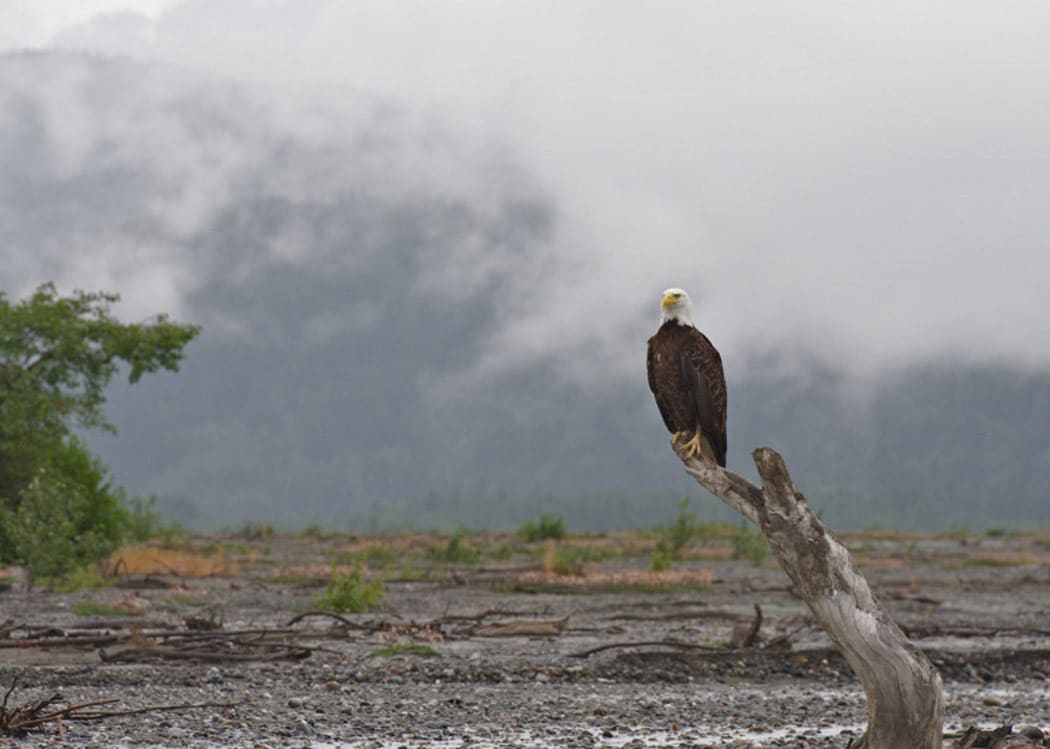 Wildlife Safari & Bear Viewing Tour Image 6