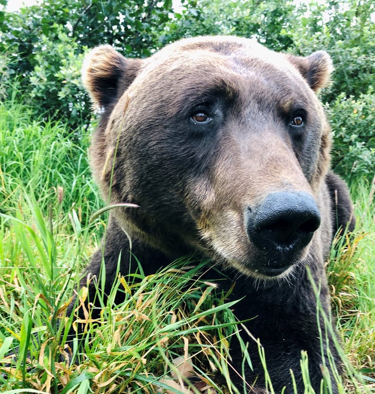 Thumbnail of video about Bear Watching in Anchorage