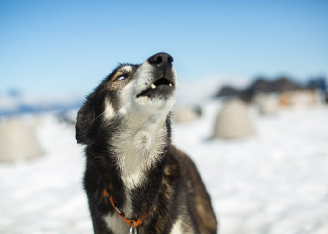 Anchorage Helicopter Glacier Dogsled & Lower Glacier Landing With Transportation Tour Image 5