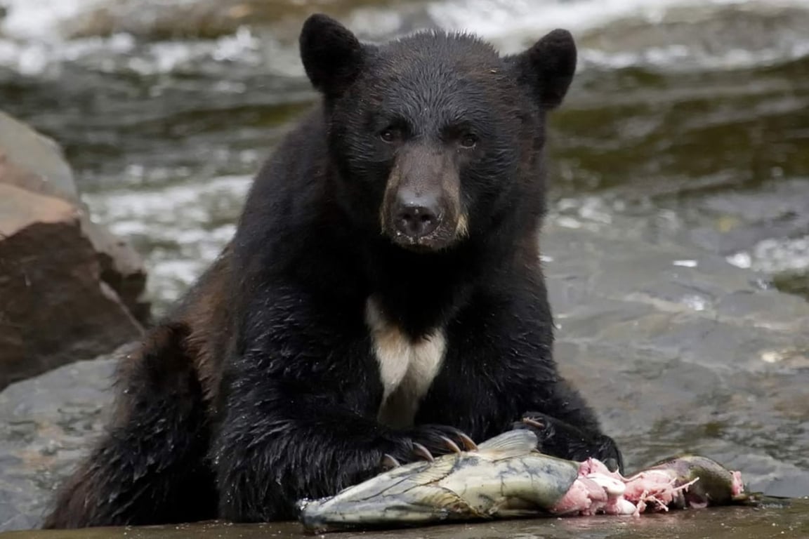 Neets Bay Bear Watch Tour Image 7