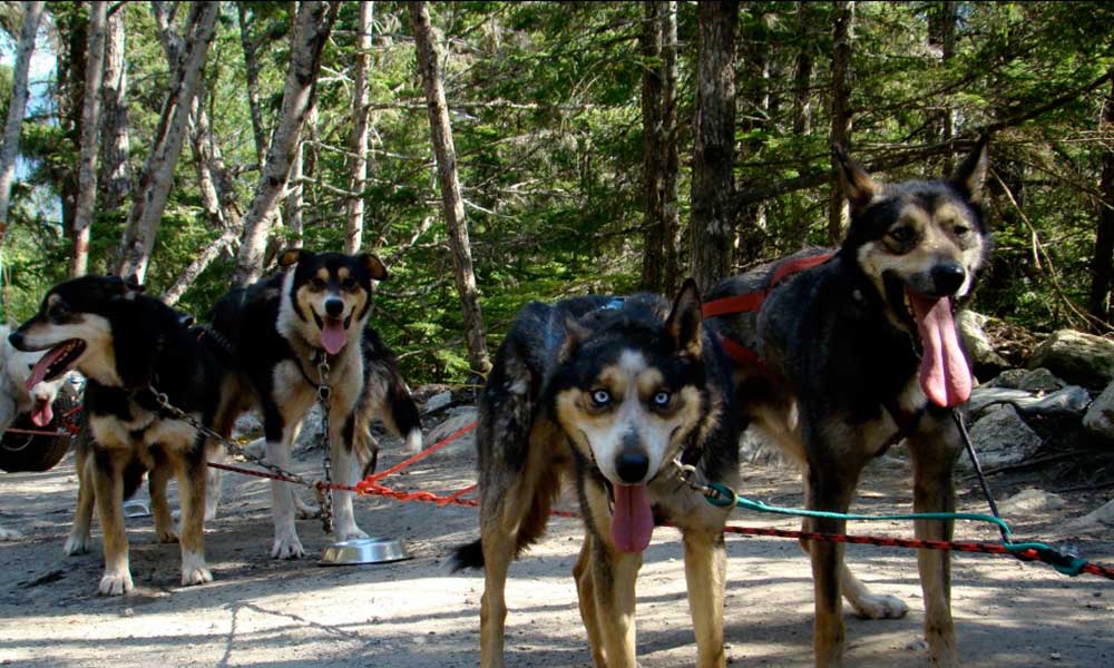 Skagway Sled Dog and Musher's Camp Tour Image 19