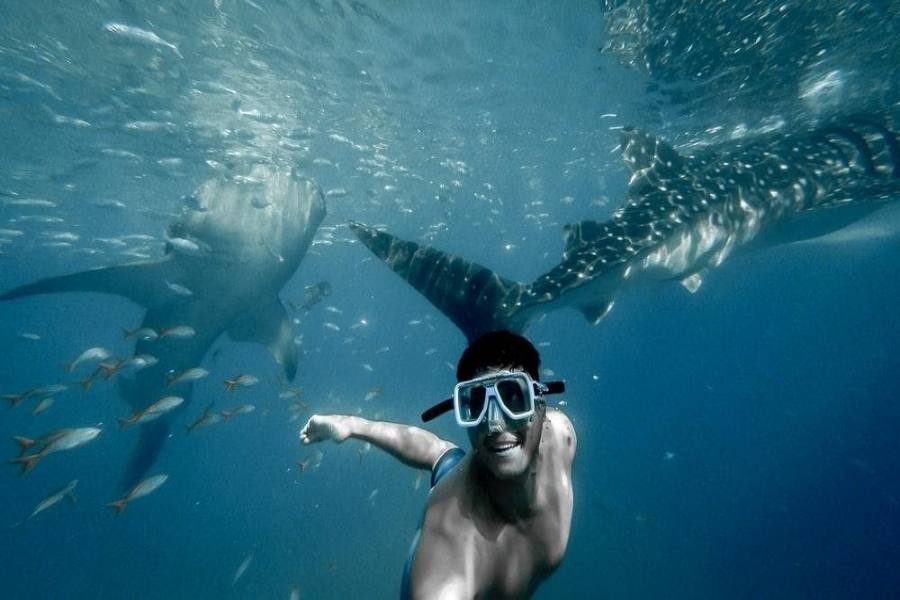 Whale Sharks in Cancun? Here's How to See Them