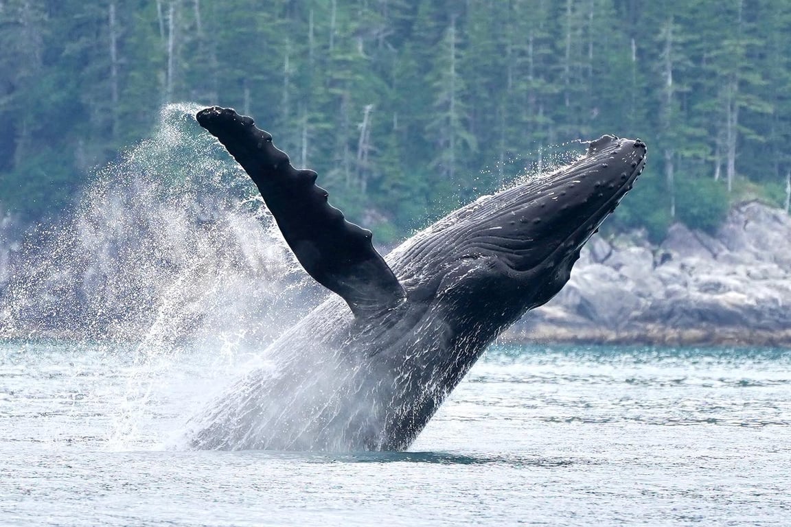 Juneau Whale Watching: A Journey into Alaska's Marine Wonderland image