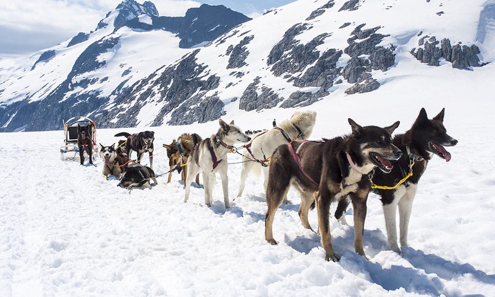 Helicopter & Dogsled Glacier Excursion image