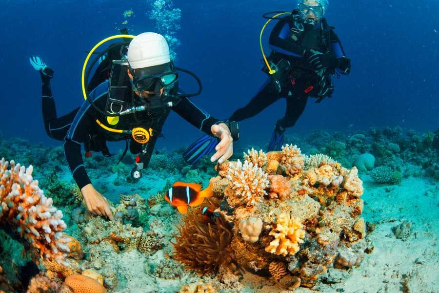 Two divers are observing the coral reef