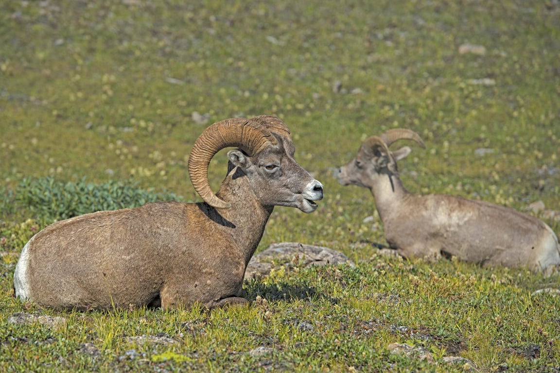 Wild Horse Island Scenic Boat Tour Tour Image 2