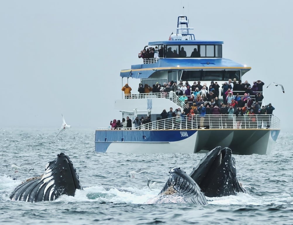 4 Hour Kenai Fjords Wildlife Cruise image