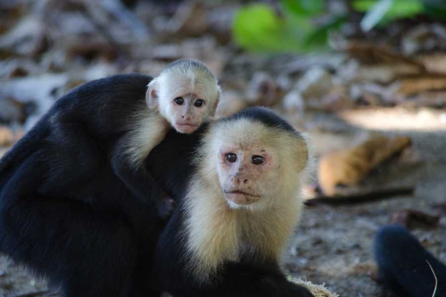 A baby monkey clings to its mother, showcasing their strong bond in the wild.