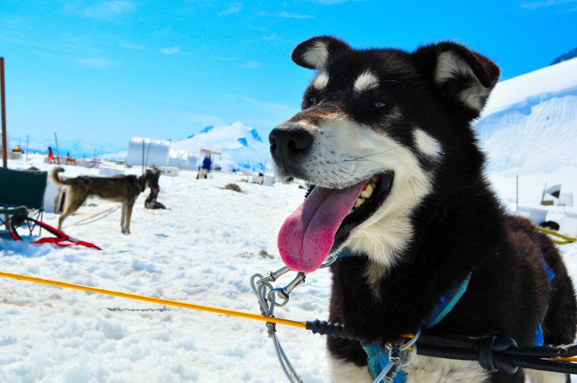 Dogsledding in Juneau: An Authentic Alaskan Experience