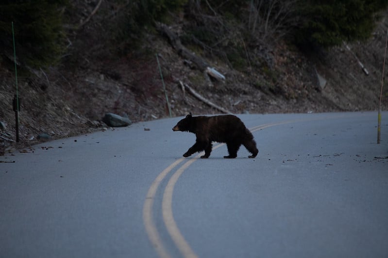 Bear crossing Going-to-the-Sun Road
