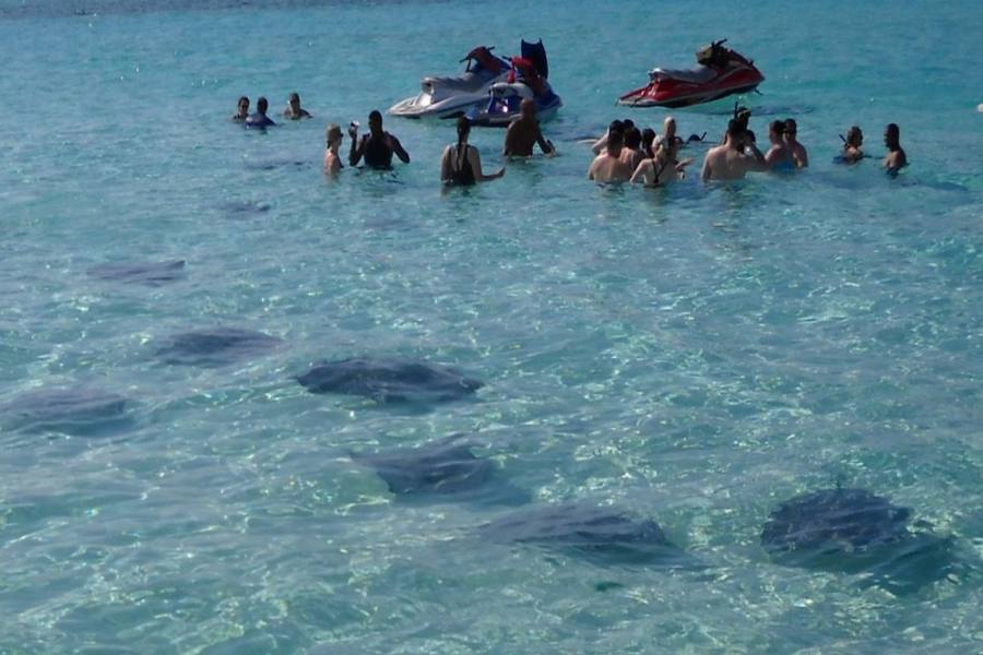 Top 7 Stingray City Tours In Grand Cayman (Most Visited Attractions)