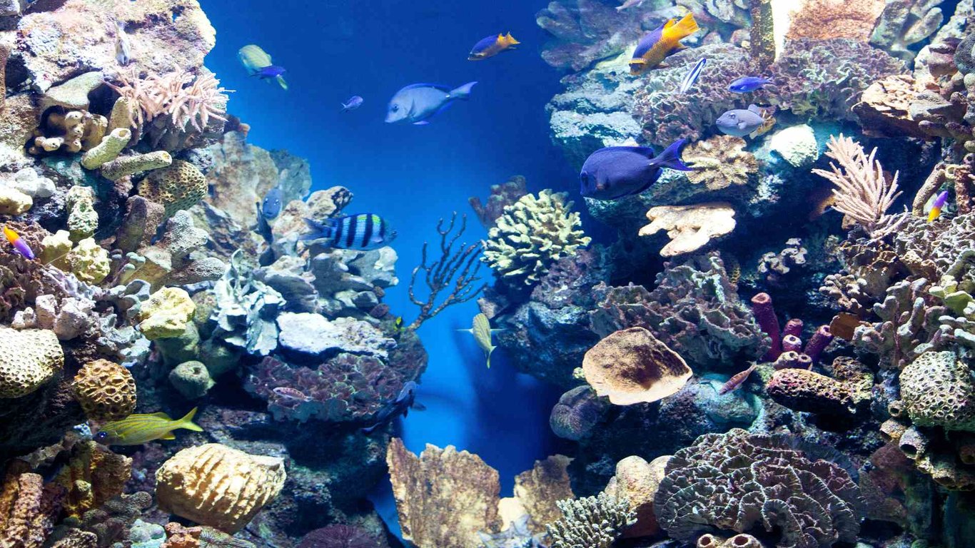 Belize Barrier Reef: Our Expert Visitor's Guide image