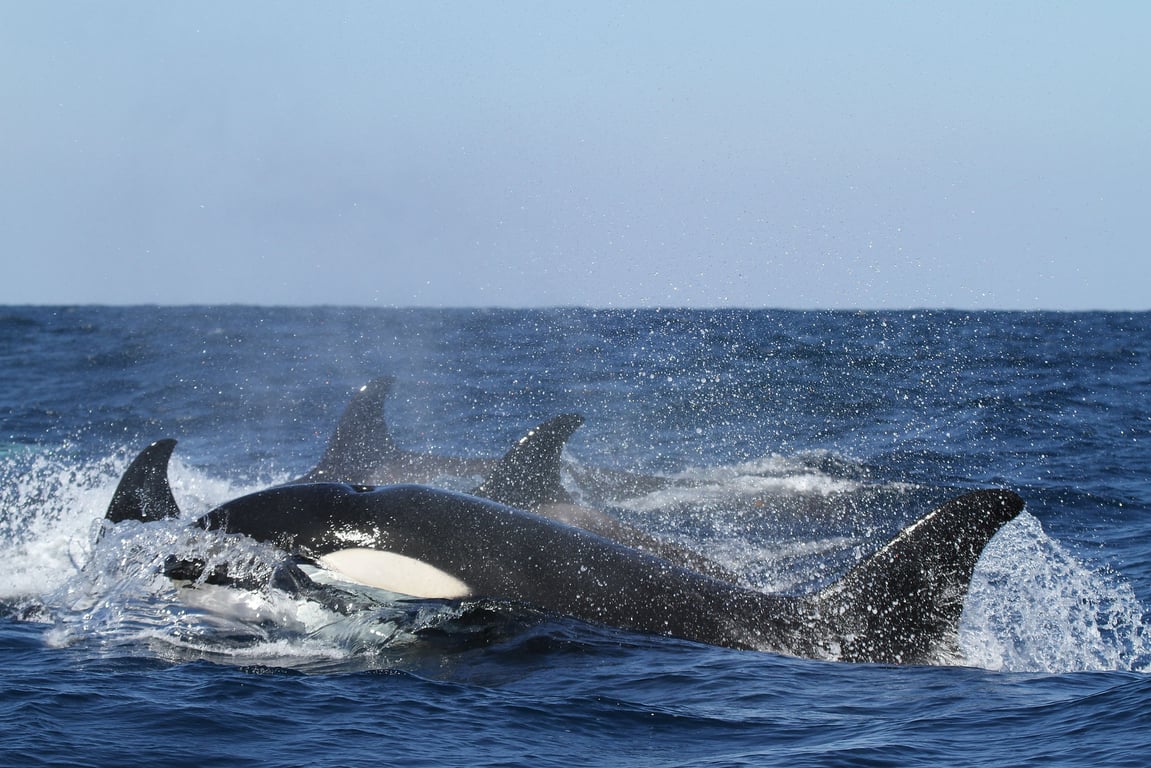 Small Boat Whale Watching and Sightseeing Tour image