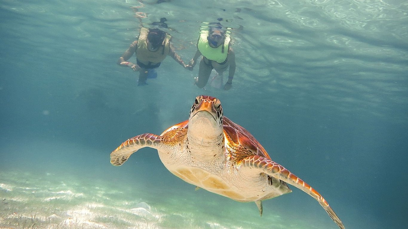 Akumal Sea Turtles & Mayan Cenotes Tour image