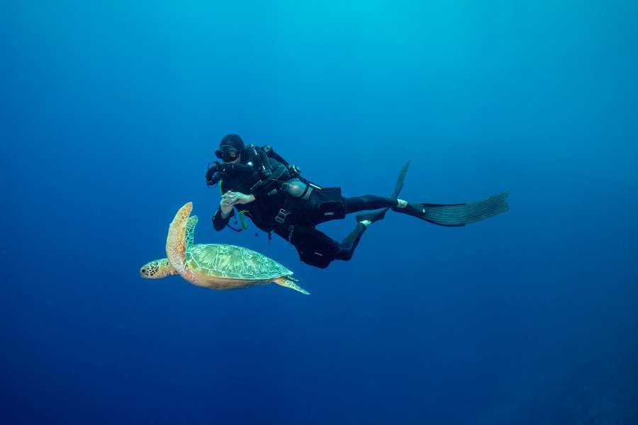 A diver taking a picture of a turtle