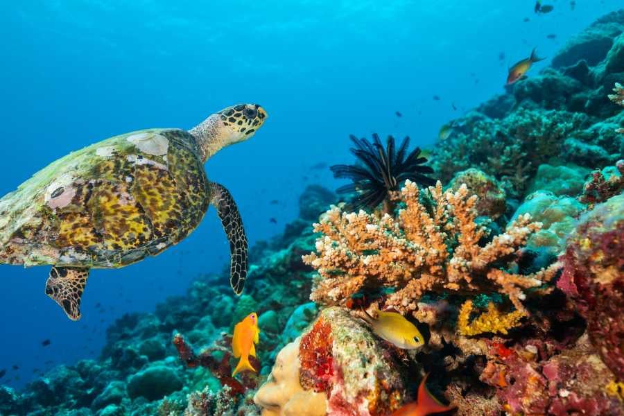 A sea turtle swimming near colorful coral in the ocean.