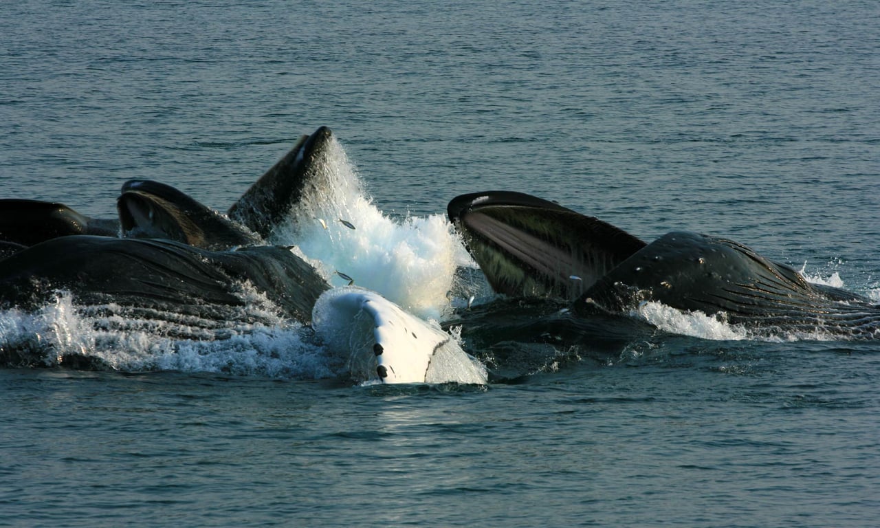 Juneau Whale Watching: A Journey into Alaska's Marine Wonderland