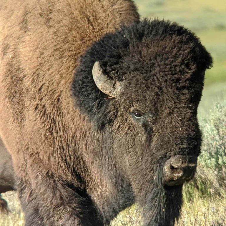 Private West Yellowstone Wildlife Safari image