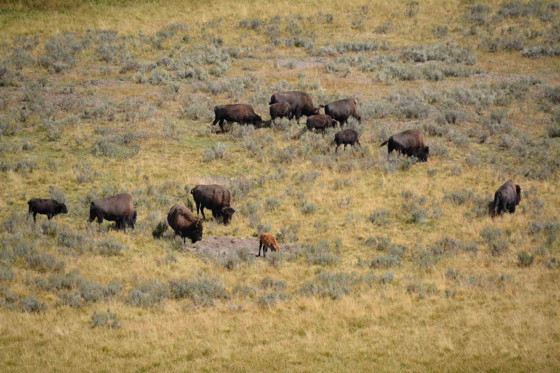 Lamar Valley Full Day Hiking Adventure Tour Image 8