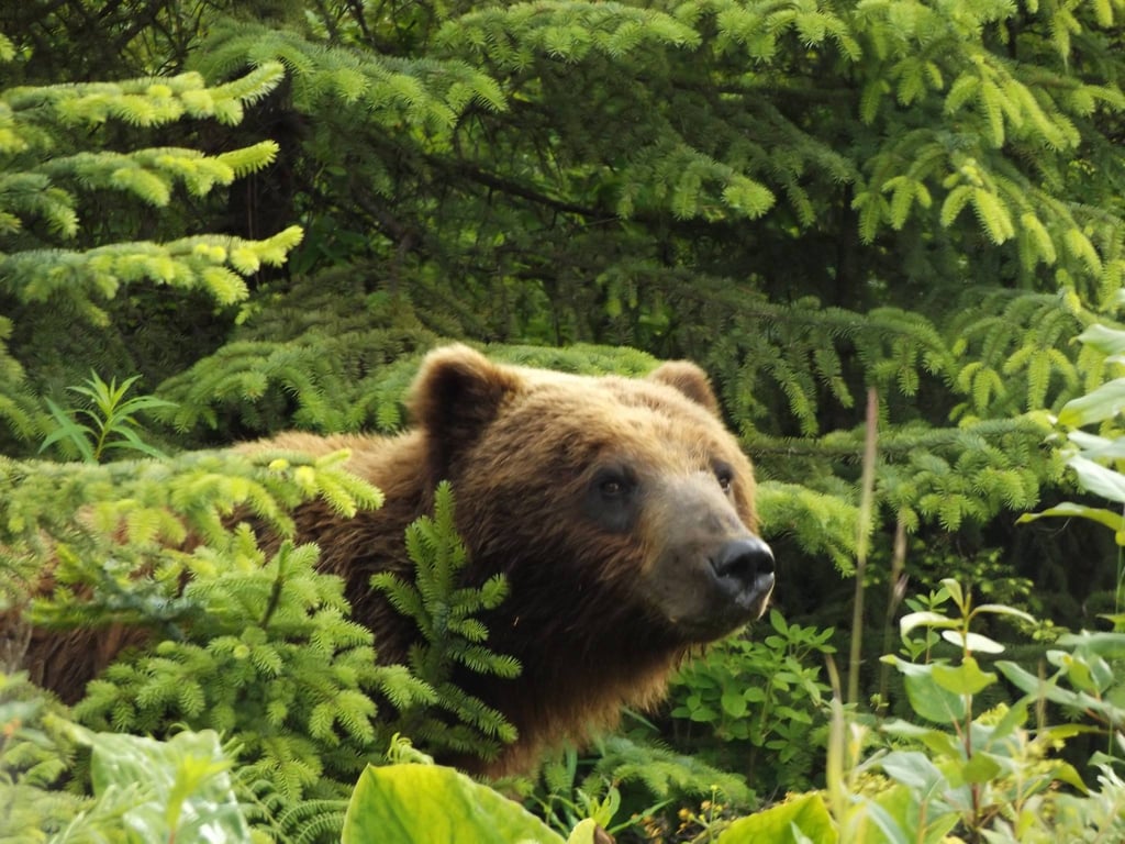 Wilderness Tour and Brown Bear Search Tour Image 4