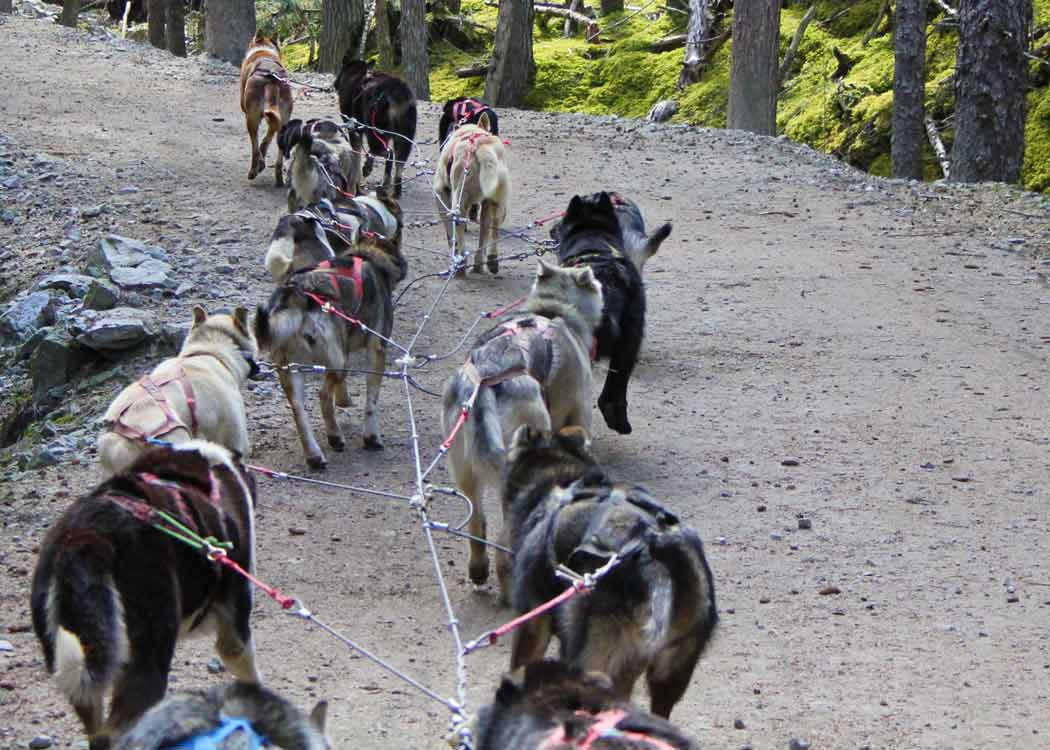 Skagway Sled Dog and Musher's Camp Tour Image 20