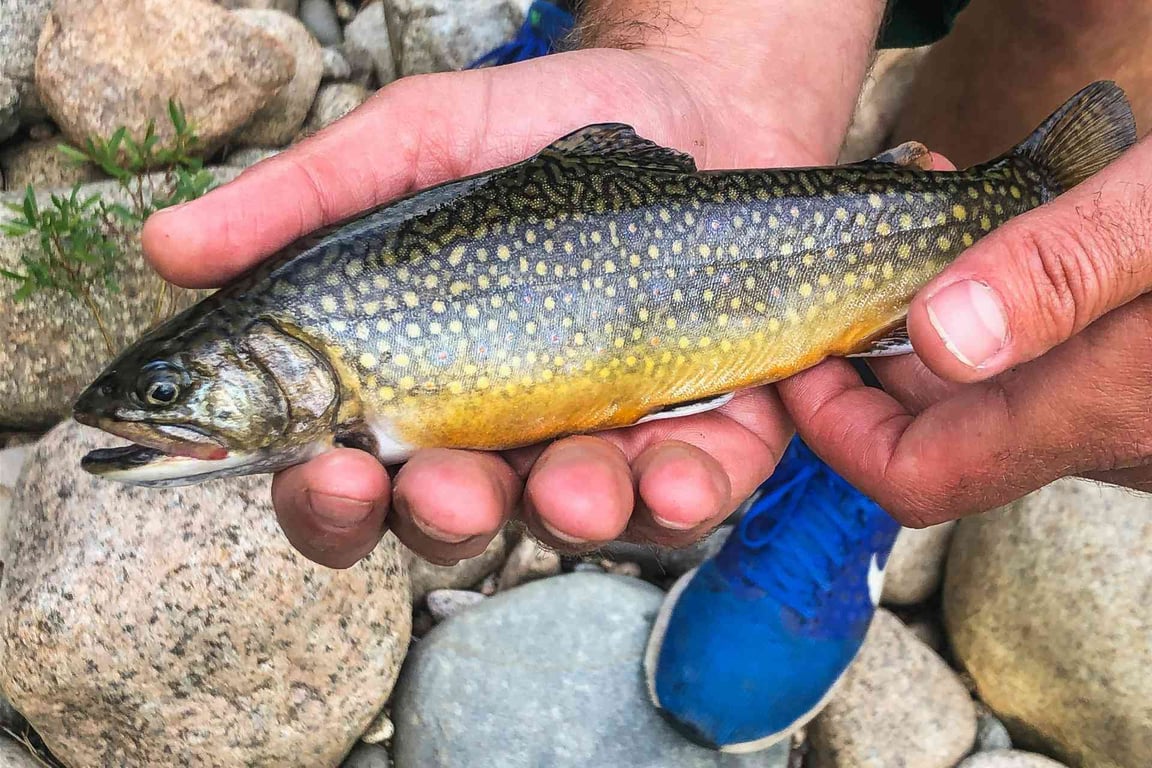 Half Day Yellowstone River Fly Fishing Trip Tour Image 5