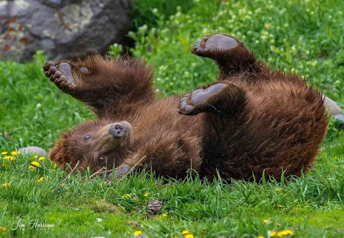 Montana Grizzly Encounter Tour Image 4