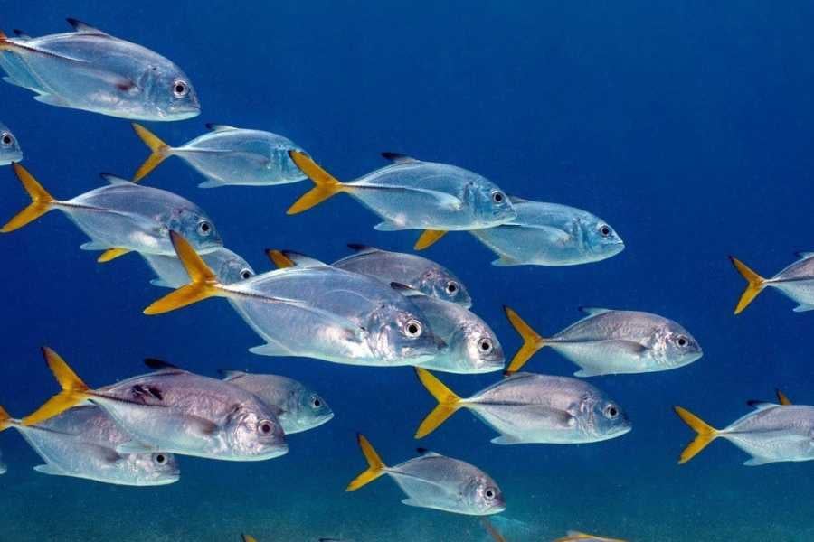 A dazzling school of silver fish with golden tails swims gracefully in crystal-clear ocean waters.