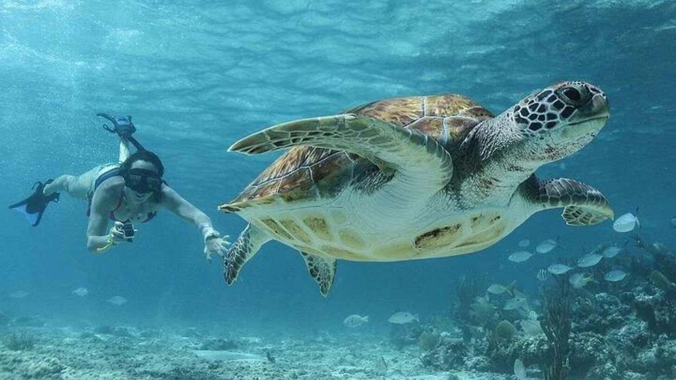 Private Cobá or Tulum Ruins & Akumal Sea Turtles with Lunch Tour Image 3
