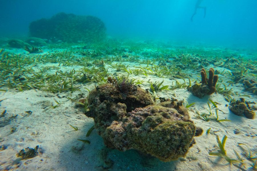 Our Favorite Things to Do & See in Caye Caulker