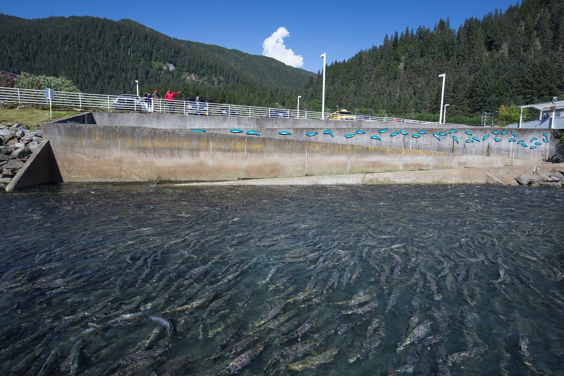 What to Know Before Your Visit to the Macaulay Salmon Hatchery