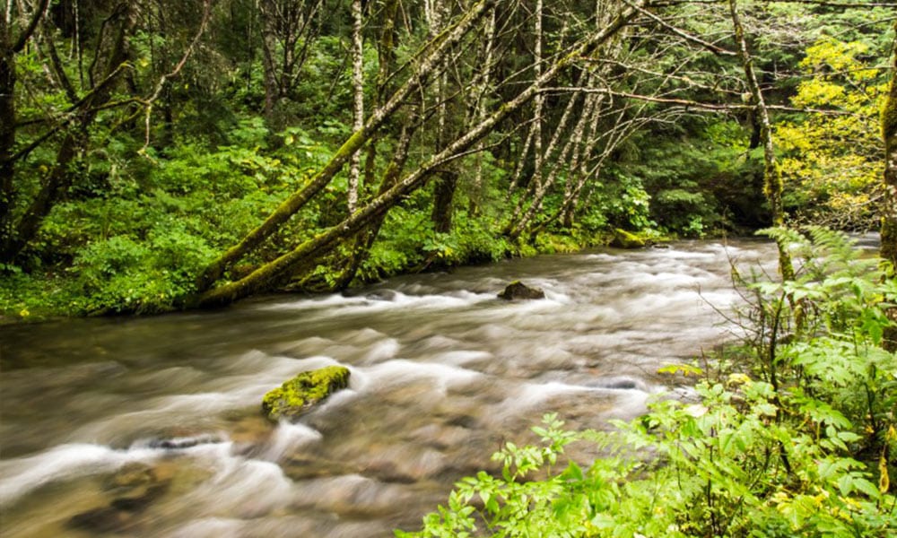 Gold Creek Salmon Bake Tour Image 4