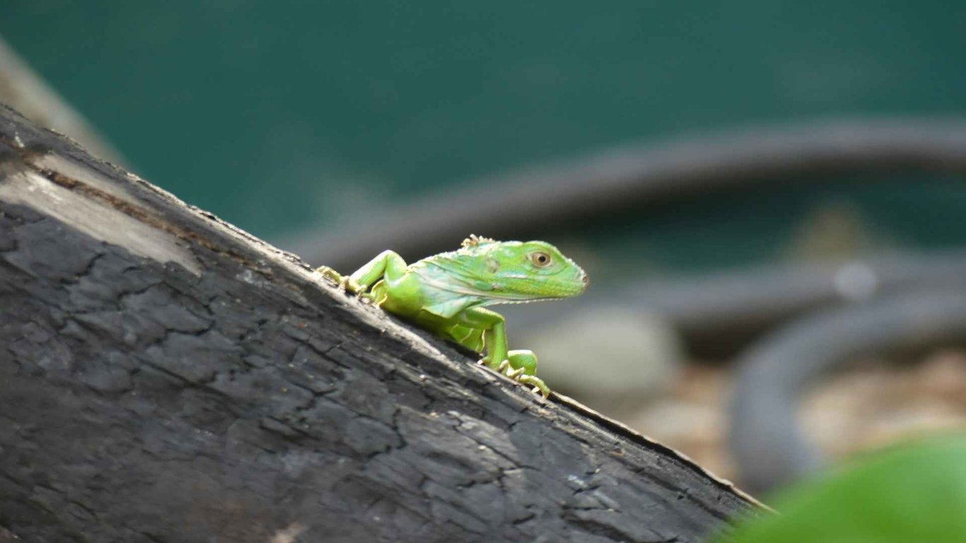 Wildlife in San Ignacio image