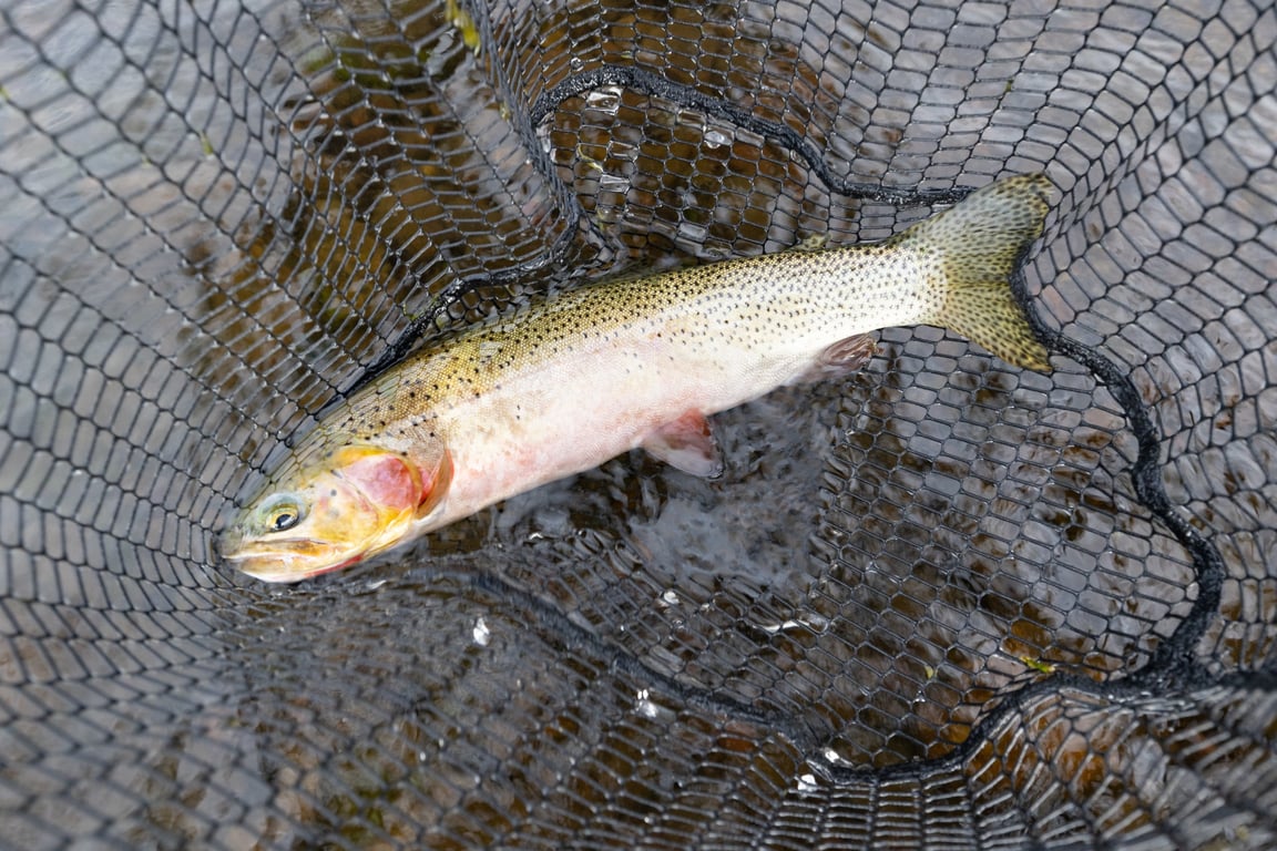 Fishing in West Yellowstone image