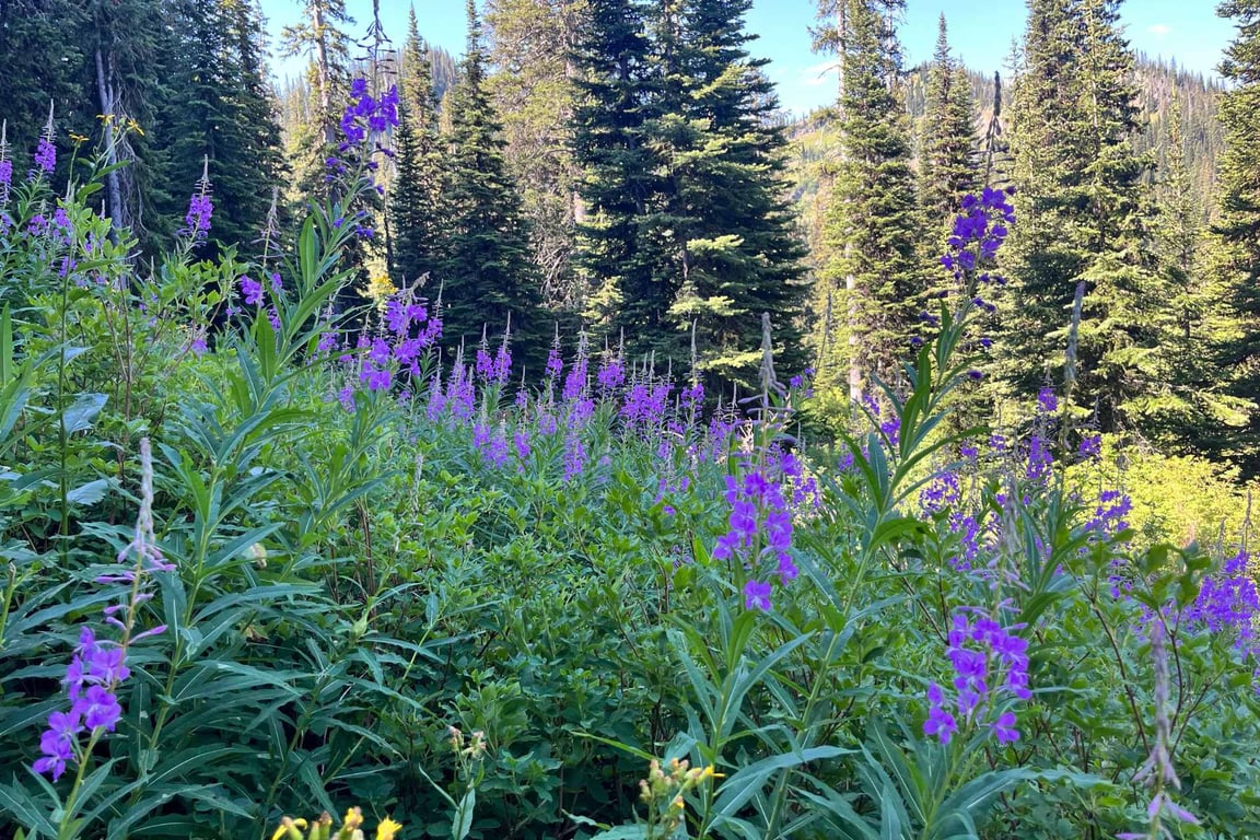 Private Montana Wilderness Hike - Half-Day Tour Image 5