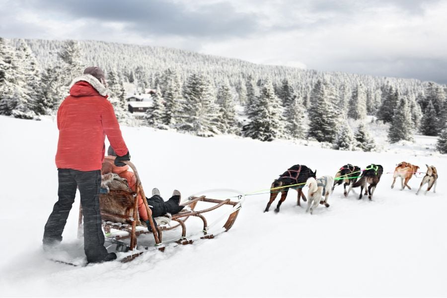 Dog sled team pulls riders across a snowy forest trail.