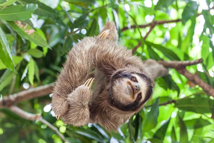 A sloth leisurely hanging from a tree, its friendly face offering a glimpse into its slow-paced life.