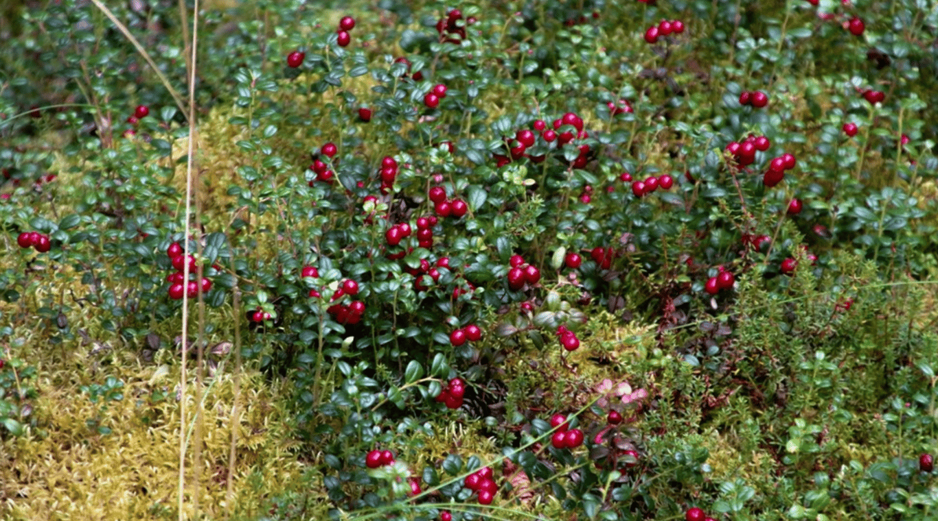 Oxbow Hiking Tour image