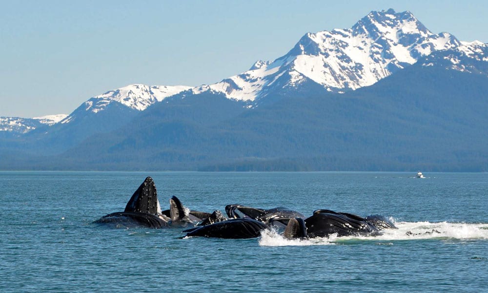Whale Watching & Mendenhall Glacier Tour Tour Image 16