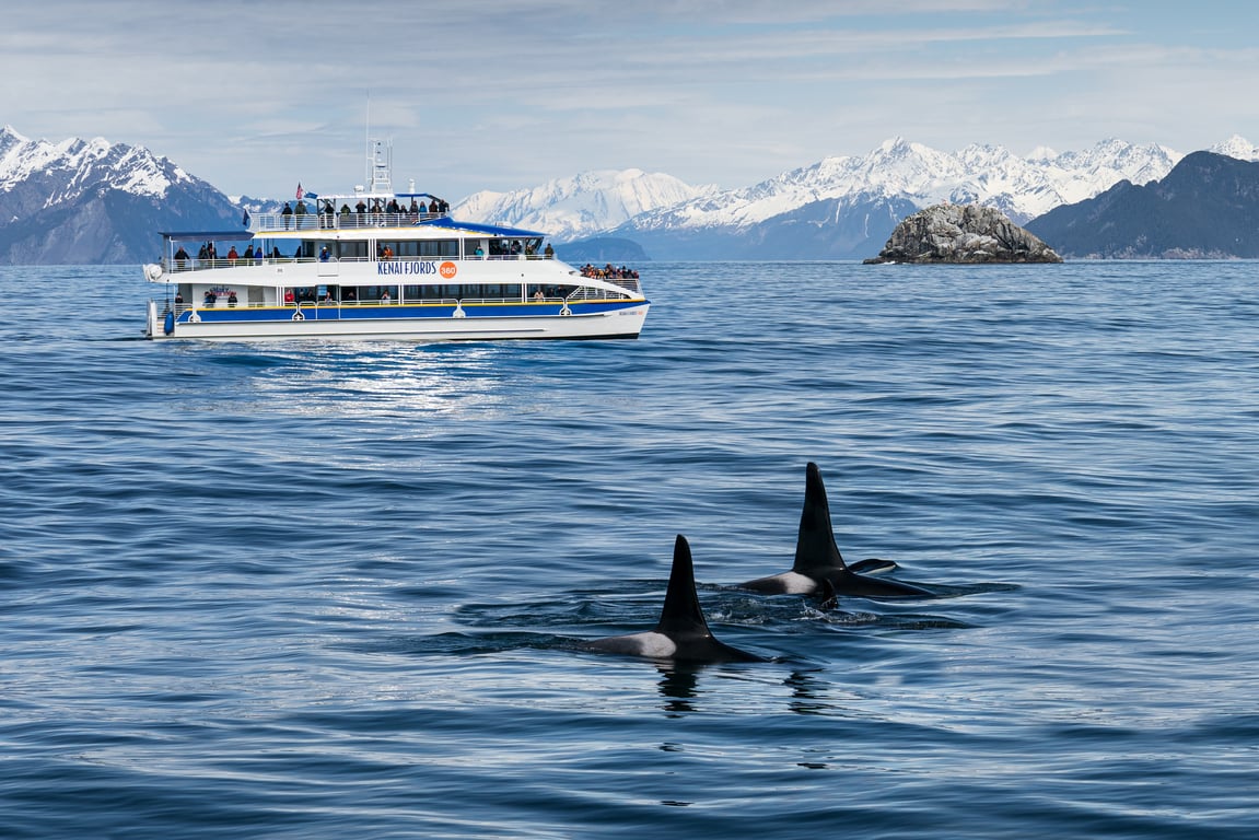 4 Hour Kenai Fjords Wildlife Cruise Tour Image 9