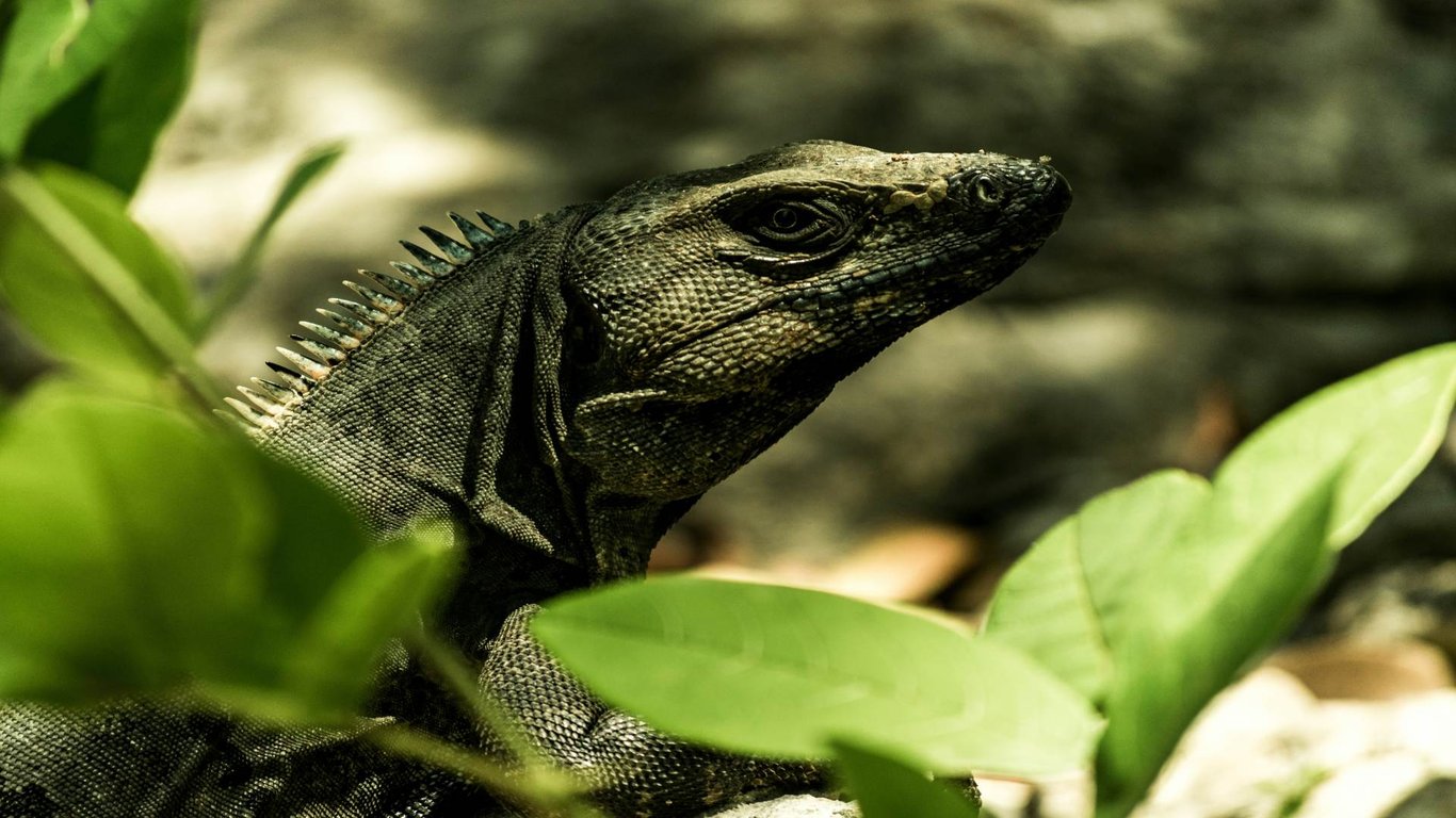 Thumbnail of video about Wildlife in Tulum