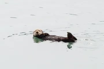 Wonderful Adventure! review image 3