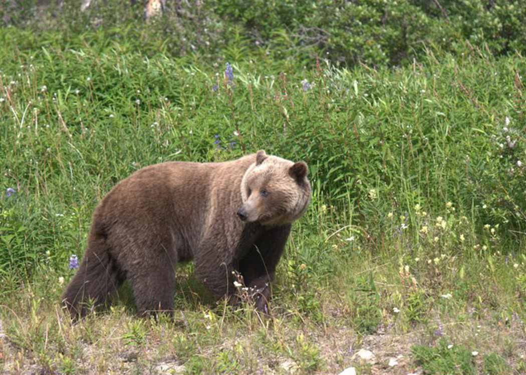 Wildlife Safari & Bear Viewing image