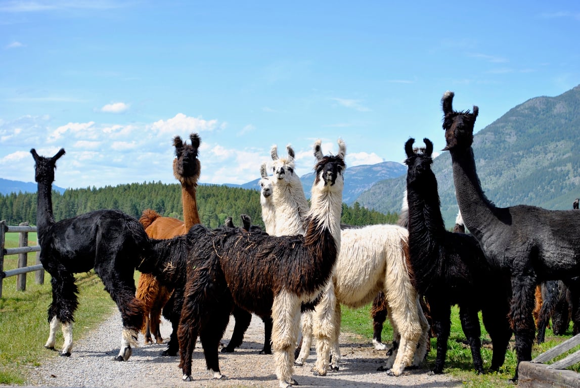 Llama Farm Tour Tour Image 1
